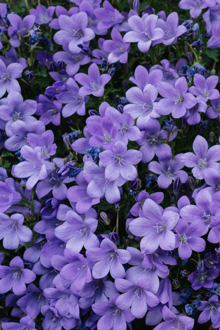 Serenade of the Petal Symphony